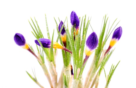 Crocus flower isolated on a white backgroundの写真素材