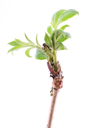 Branch with aphis isolated on a white backgroundの写真素材