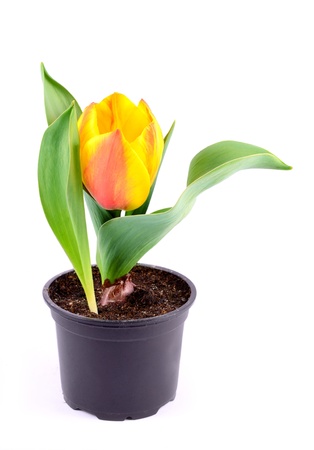 Blossoming plant of tulip in flowerpot isolated on white backgroundの写真素材