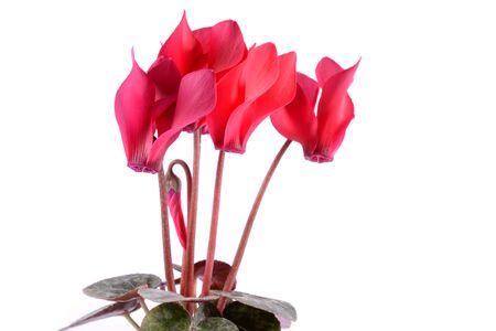 Red cyclamen flowers isolated on white background の写真素材