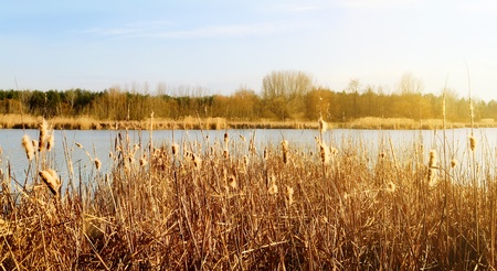 Beautiful lake with reeds in the autumn の写真素材