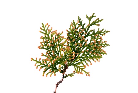 Thuja  thuja occidentalis  twig on a white background の写真素材