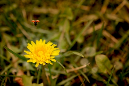 The ladybug flies away a dandelion at sunsetの写真素材
