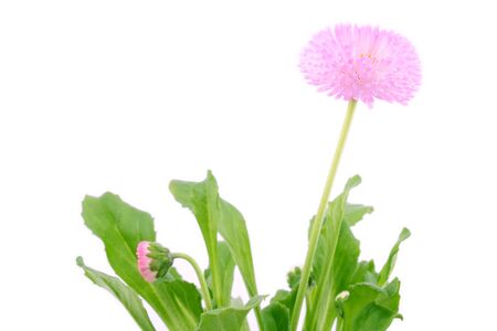 Daisy flower isolated on a white backgroundの写真素材