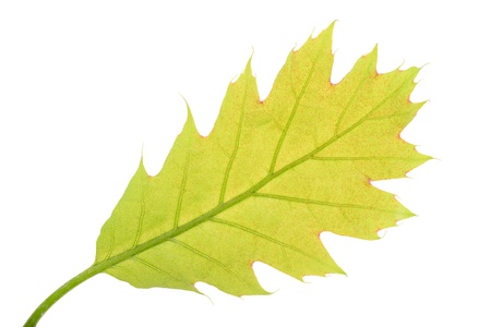 Fresh spring oak leaf isolated on a white background, macro
