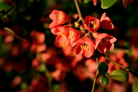 Red flower blossom in the park at spring