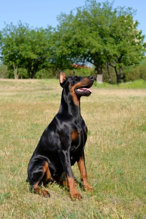 Doberman Pinscher sit and watch on a meadowの写真素材
