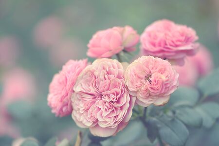 Soft photo of beautiful roses in springの写真素材