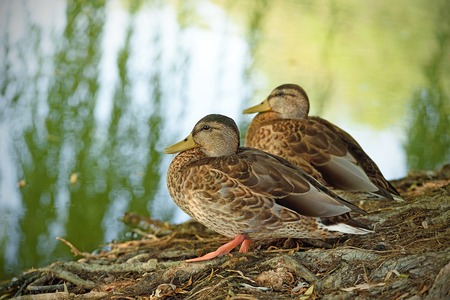 Mallard duck sitting near the lake