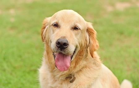 Closeup portrait of a golden retriever dog in the park