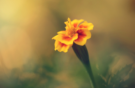 Closeup photo of a marigold flower at sunsetの写真素材