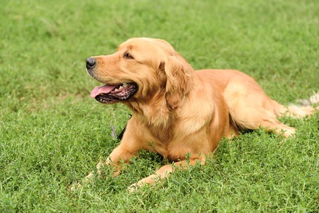 Golden retriever portrait in greenの写真素材