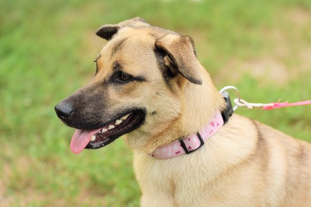 Happy dog closeup portrait in the greenの写真素材
