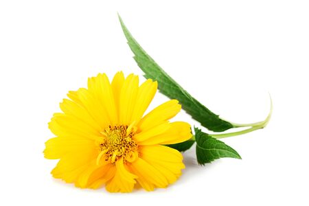 Yellow daisy flowers isolated on a white backgroundの写真素材