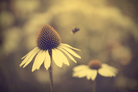 Closeup photo of a white wildflowerの写真素材