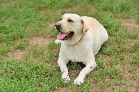 Labrador dog resting on green grassの写真素材
