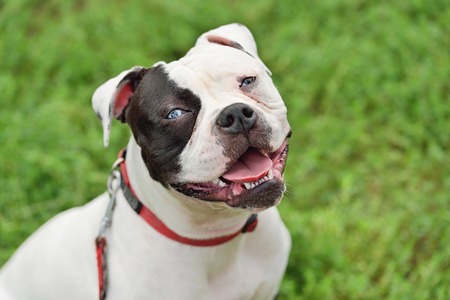 Bulldog portrait in the parkの写真素材