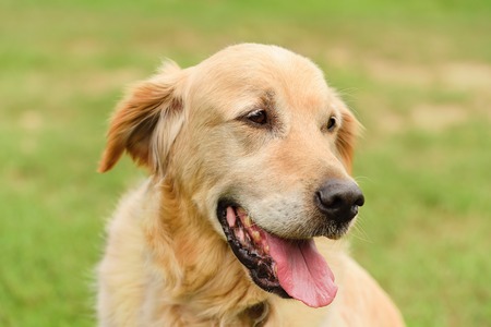 Closeup portrait of a golden retriever dog in the parkの写真素材