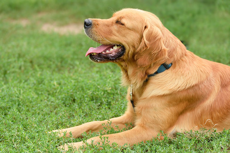 Golden retriever portrait in greenの写真素材