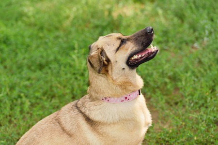 Happy dog closeup portrait in the greenの写真素材