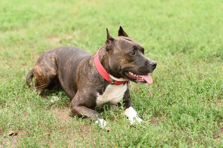Staffordshire bull terrier portrait in the greenの写真素材