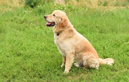 Closeup portrait of a golden retriever dog in the parkの写真素材