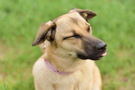 Happy dog closeup portrait in the greenの写真素材