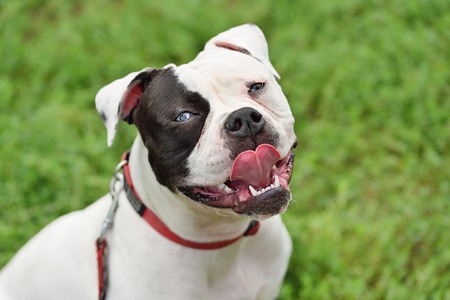 Bulldog portrait in the parkの写真素材
