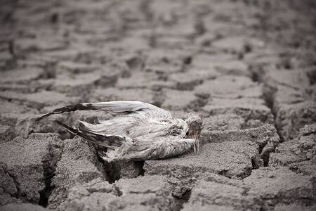 Dead bird on dry ground in hot summerの写真素材