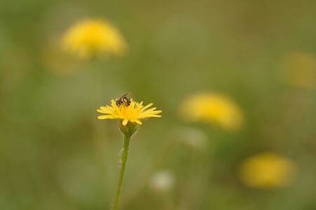 Closeup photo of dandelion flower at sunset
