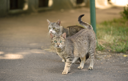 Cats on the street, detailの写真素材