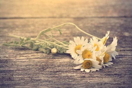 Vintage photo of white flowers on wooden backgroundの写真素材