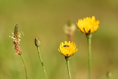 Bug sunbathe on a dandelion flower in the fieldの写真素材