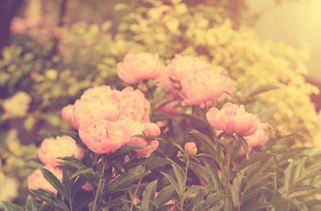 Vintage photo of peony flowers a sunny dayの写真素材