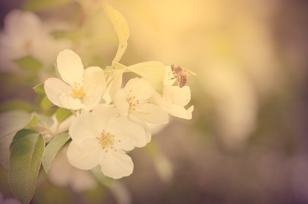 Bee collect honey early spring in gardenの写真素材