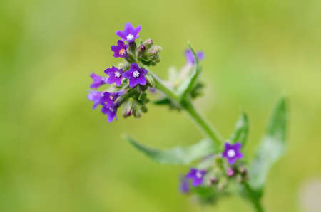 Macro photo of a small wildflower on the fieldの写真素材