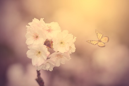 Cherry flower blooming in springの写真素材