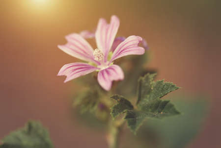 Macro photo of a small flower at sunsetの写真素材