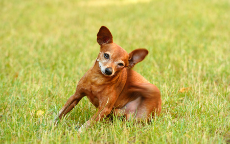 Miniature pinscher scratching on green grassの写真素材