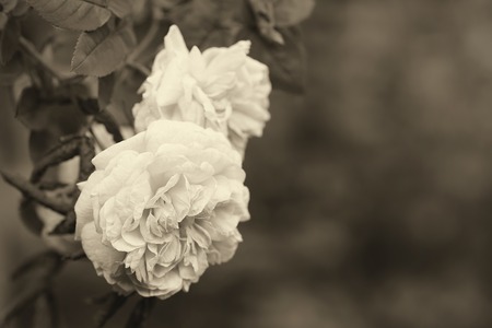 Vintage photo of beautiful roses, detailの写真素材