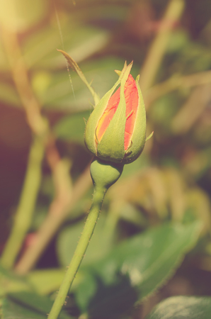 Vintage photo of a rose bud a sunny dayの写真素材
