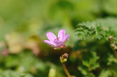 Closeup photo of a purple flower on fieldの写真素材