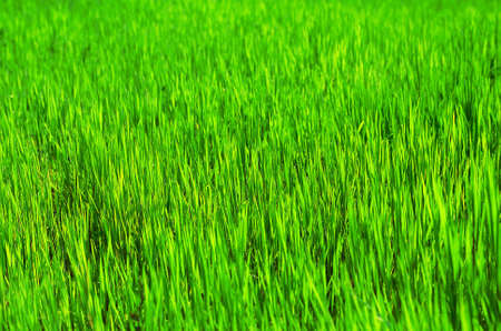 Grass field, vivid color and gradient focusの写真素材