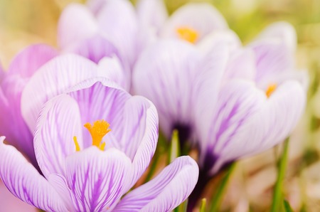 Closeup photo of crocus flowers in the gardenの写真素材