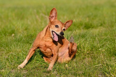 Miniature pinscher dog scratching in green meadowの写真素材