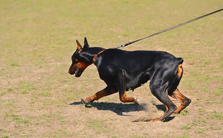Black Doberman Pinscher in actionの写真素材