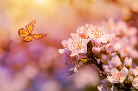 Dreamy photo of cherry flower at springの写真素材
