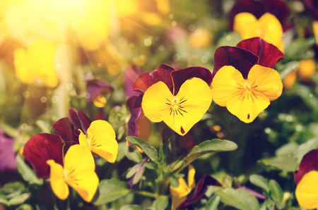 Closeup photo of beauty flowers in garden a sunny dayの写真素材