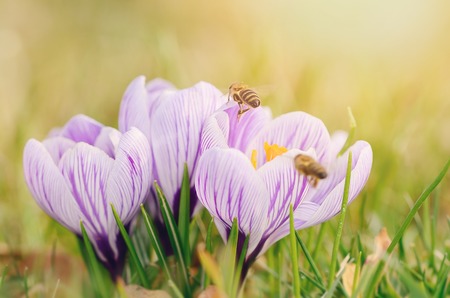 Closeup photo of a crocus flowers in the gardenの写真素材