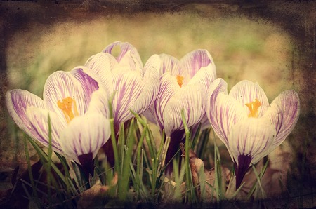 Vintage photo of crocus flowers in the gardenの写真素材